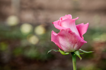 Saint valentines rose background, space for copy or text