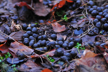 Fresh droppings of European deer  the forest floor.