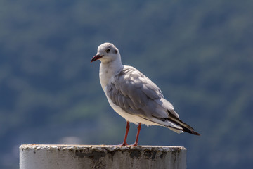 Closeup of a seagull