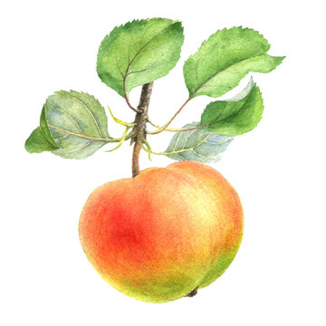 watercolor drawing apple