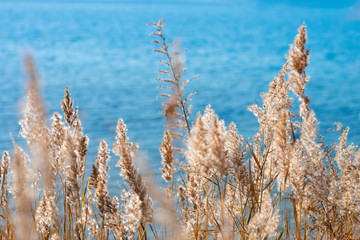 grass and sky