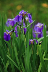 ヒオウギアヤメ