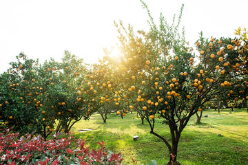 Orange Orchard in Orange Island, Changsha, Hunan