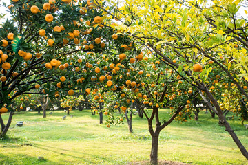 Fototapeta na wymiar Orange Orchard in Orange Island, Changsha, Hunan