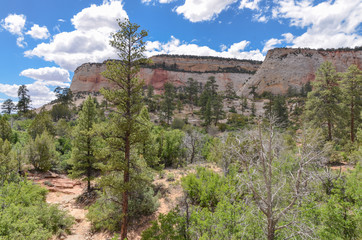 white cliffs and pine forest on sandstone mesas along Zion - Mount Carmel Highway Zion National Forest, Utah