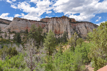 white cliffs and pine forest near Checkerboard Mesa viewpoint (Zion National Forest, Utah)