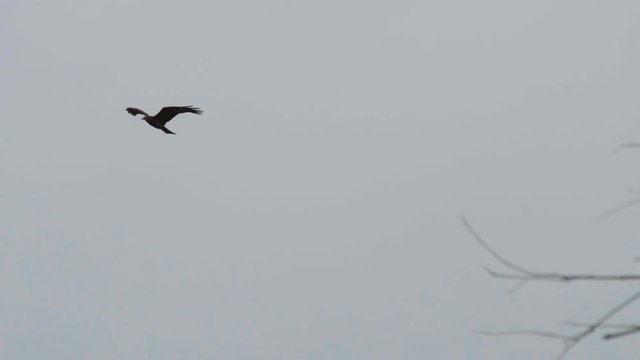 Bird flie across gray sky autumn day. hunter looking victim through branche