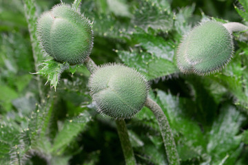 A group of seed cases, unblown red poppies. Papaver somniferum.