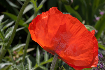 Lonely beautiful red poppy is growing in a spring garden. Papaver somniferum.