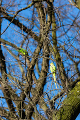 Parrots on the tree