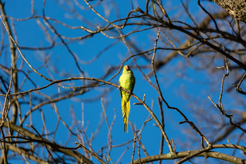 Parrot on the tree