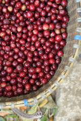 Fresh coffee bean in basket