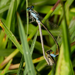 Common Bluetail Damselfly, scientific name Ischnura heterosticta is mating early morning on grass, top down view and almost looks like damselfly is doing acrobatics.
