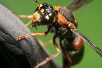 Big eyes Orange and black Potter wasp sitting on a edge of slipper and exploring with a beautiful green background to make it pop