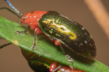Orange/Red blue Narrow necked Leaf Beetles sitting on top and below a leaf, almost looks like a reflection of beetle itself. Looking to mate, so close yet so far from each other