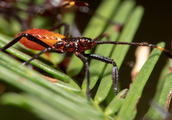 Orange and black Milkweed Assassin Bug facing right, sitting on a plant with its antenna up