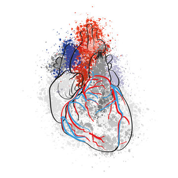 Colorful drawing of human heart