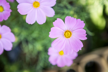 Beautiful purple cosmos flower over blurred flower garden, spring season idea background