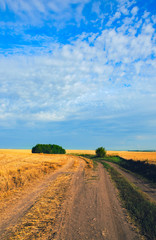 Fototapeta na wymiar Sunny landscape with country road