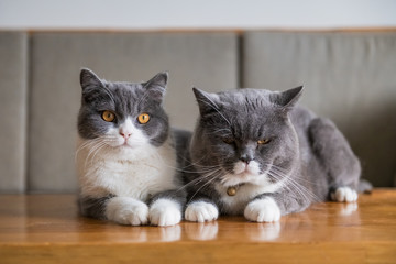 Two cute British short-haired cats, indoor shooting