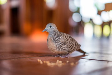 Close-up Pigeon familiar with people feeding grain on floor