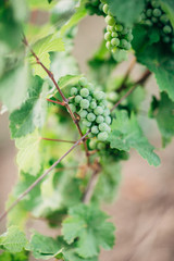 closeup of grapes on a vine in summer