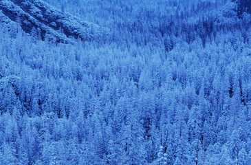 Winter forest