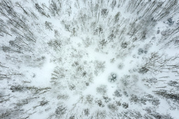 snow covered trees in winter forest. beautiful winter forest background. aerial top view