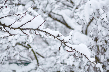 tree branch with snow layer