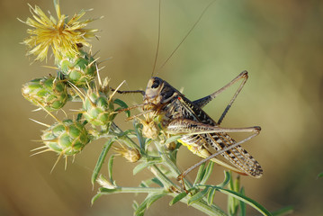 Grasshopper on the stem. Close-up