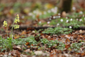 Fleurs