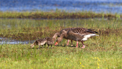 Goose with two goslings on a green meadow