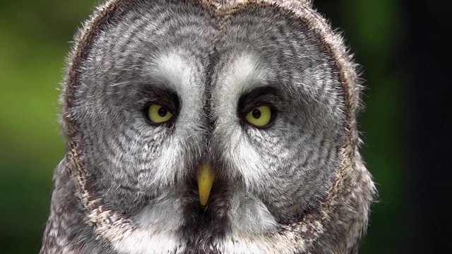 Loopable Cinemagraph of Portrait of Great Grey Owl (Strix nebulosa)