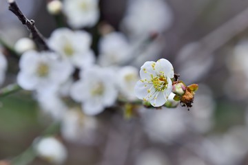 Plum flower. Plum blossoms bloom in winter. On the mountain, Taiwan