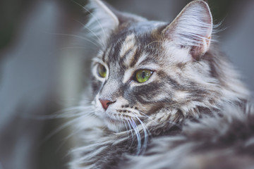 猫 メインクーン