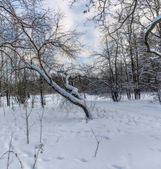 Sunny winter day in the forest Park. Everywhere lies bushy white snow.