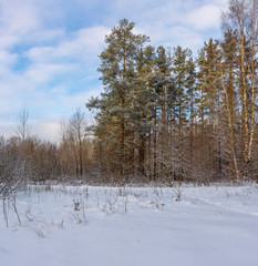 Sunny winter day in the forest Park. Everywhere lies bushy white snow.