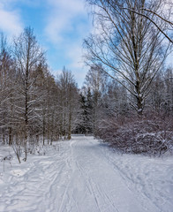 Sunny winter day in the forest Park. Everywhere lies bushy white snow.
