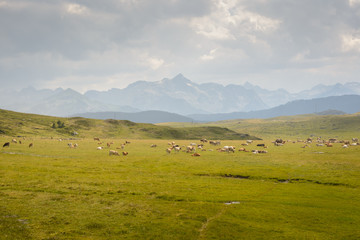 Fototapeta na wymiar Cows and mountains in the Spanish Pyrenees