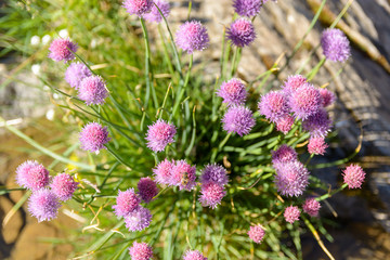 A bunch of flowering chives on a river of Pyrenees, Spain