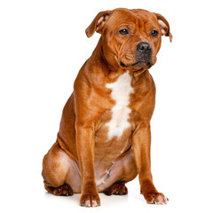English Staffordshire Bull Terrier Dog  Isolated  on white Background in studio