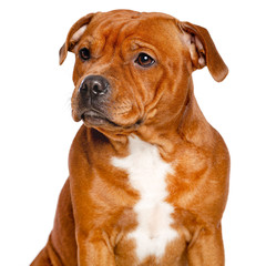English Staffordshire Bull Terrier Dog  Isolated  on white Background in studio