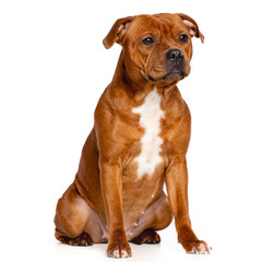 English Staffordshire Bull Terrier Dog  Isolated  on white Background in studio