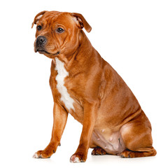 English Staffordshire Bull Terrier Dog  Isolated  on white Background in studio