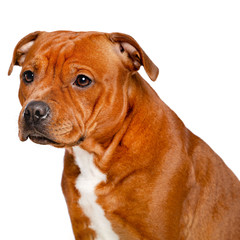 English Staffordshire Bull Terrier Dog  Isolated  on white Background in studio