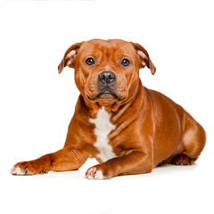 English Staffordshire Bull Terrier Dog  Isolated  on white Background in studio