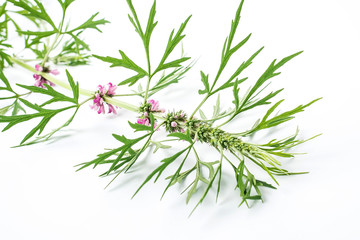 Fresh motherwort on white background