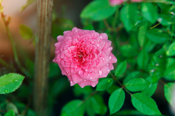 pink rose in garden