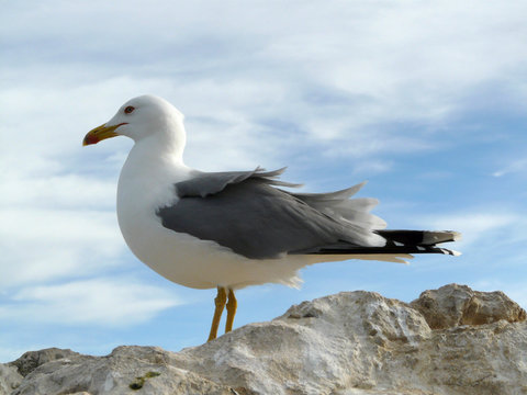 Gaviota patiamarilla, Larus michaelis