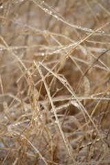 Fototapeta premium Plants in a meadow coated with ice, East Windsor, Connecticut.
